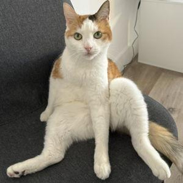 Cat Allergy Shot Fund