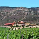 Vineyards / Viñedos