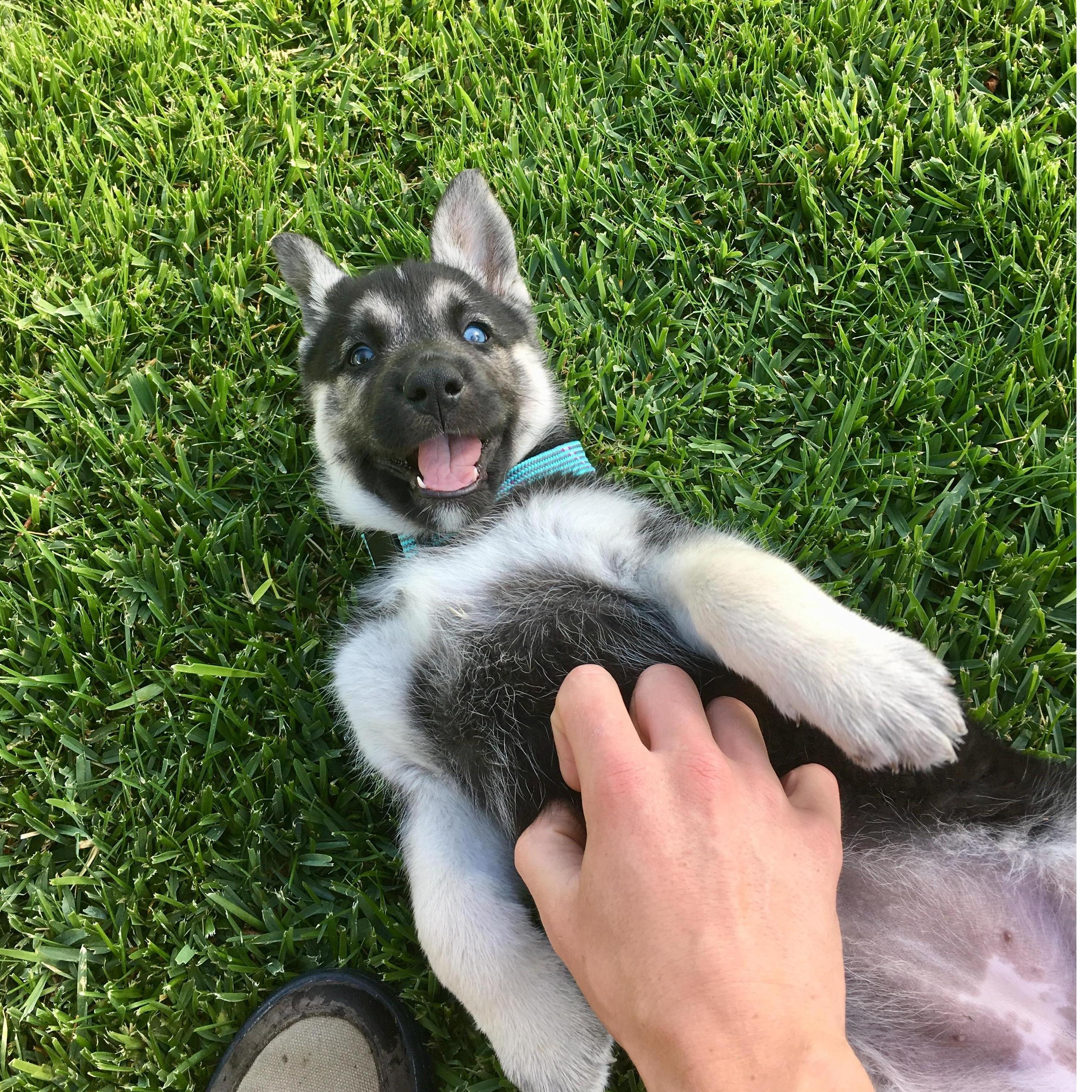 Our brand new puppy Andromeda!
