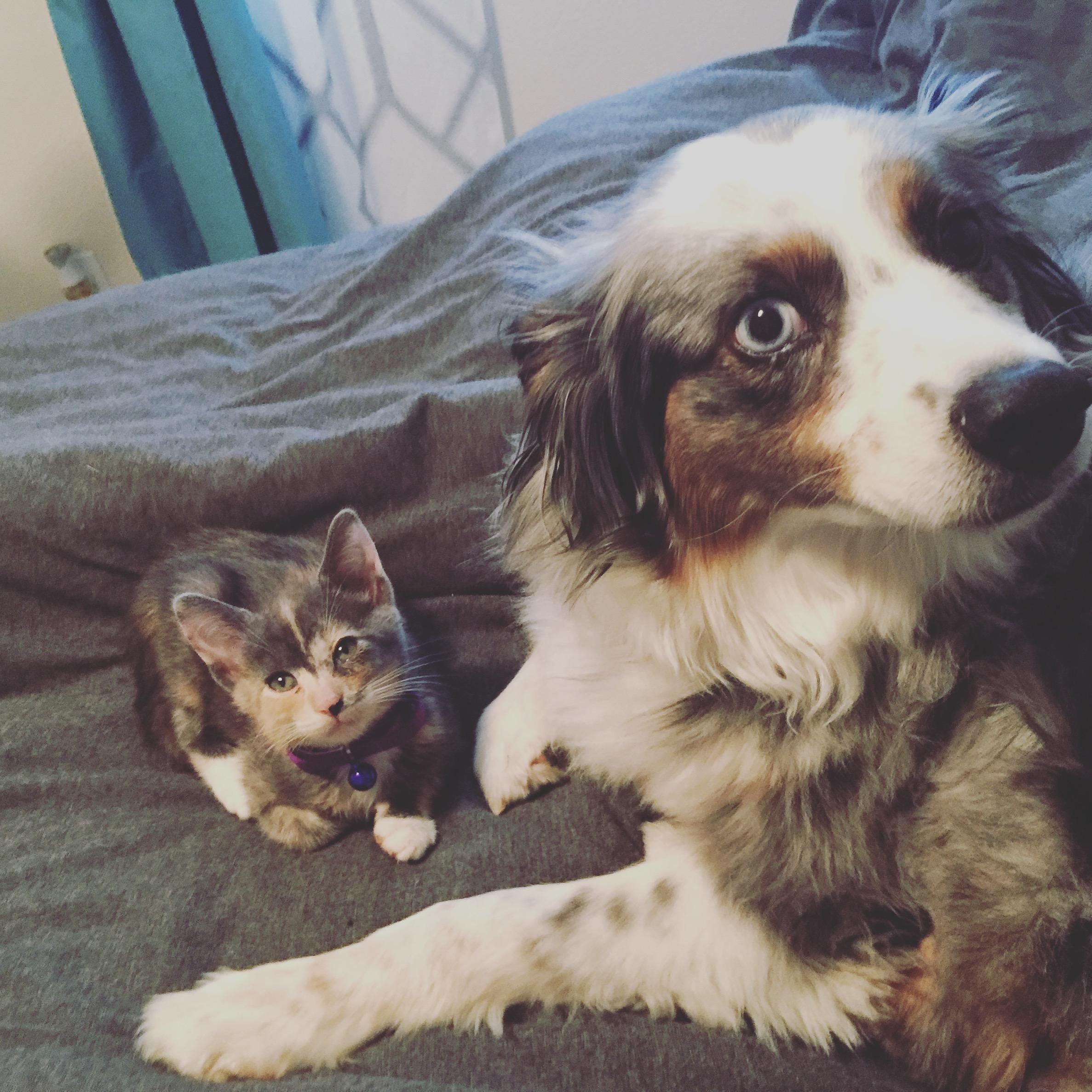 Boo feeling uneasy about the new addition to our family, Rafiki, in September 2017.