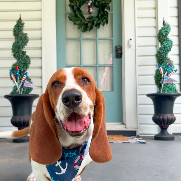 Year's Supply Of Pet Treats