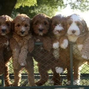 Puppy Fund