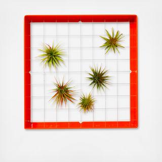 Airplant Frame Square