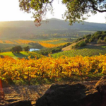 Kunde Family Winery