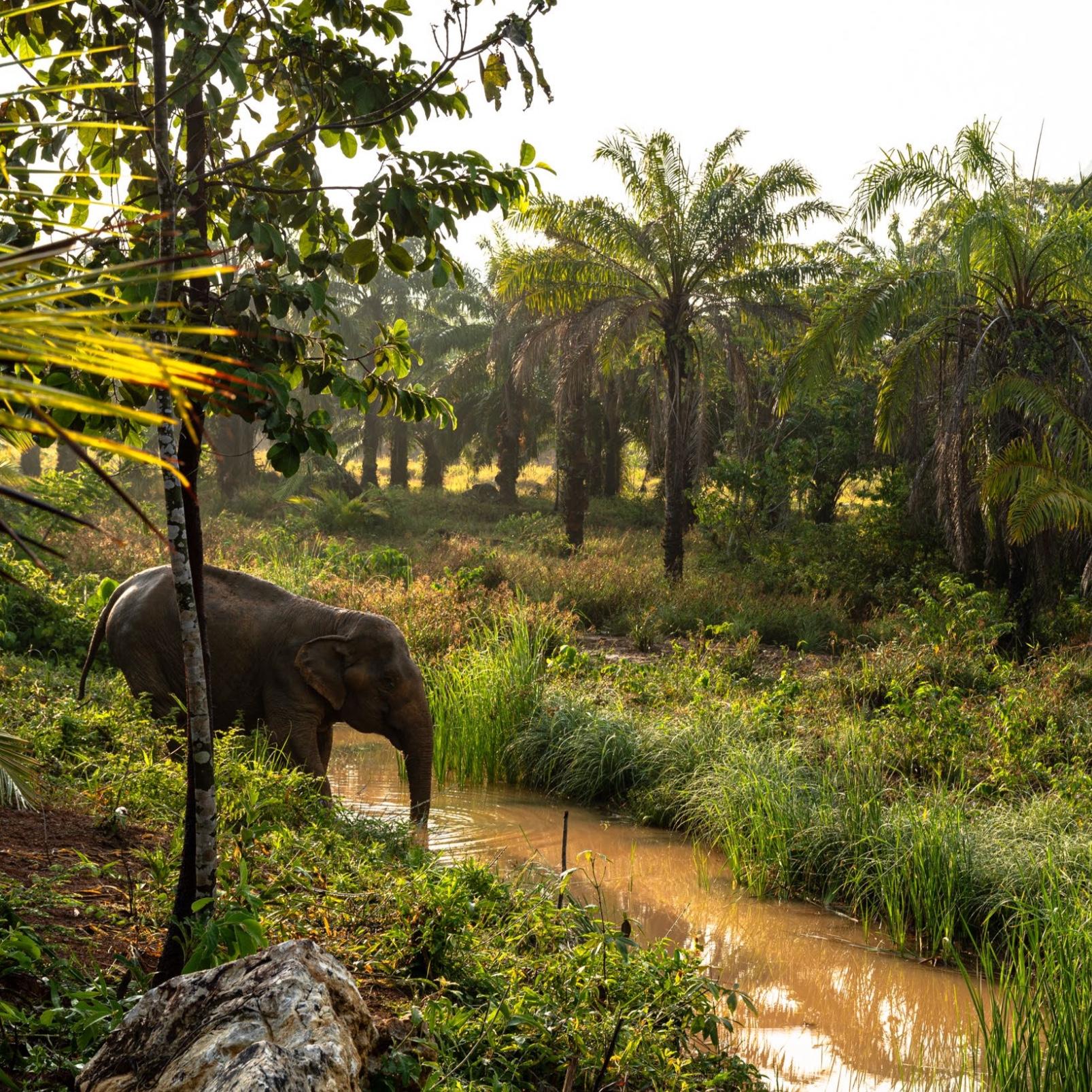 Half Day Experience: Jungle Walk with Elephants