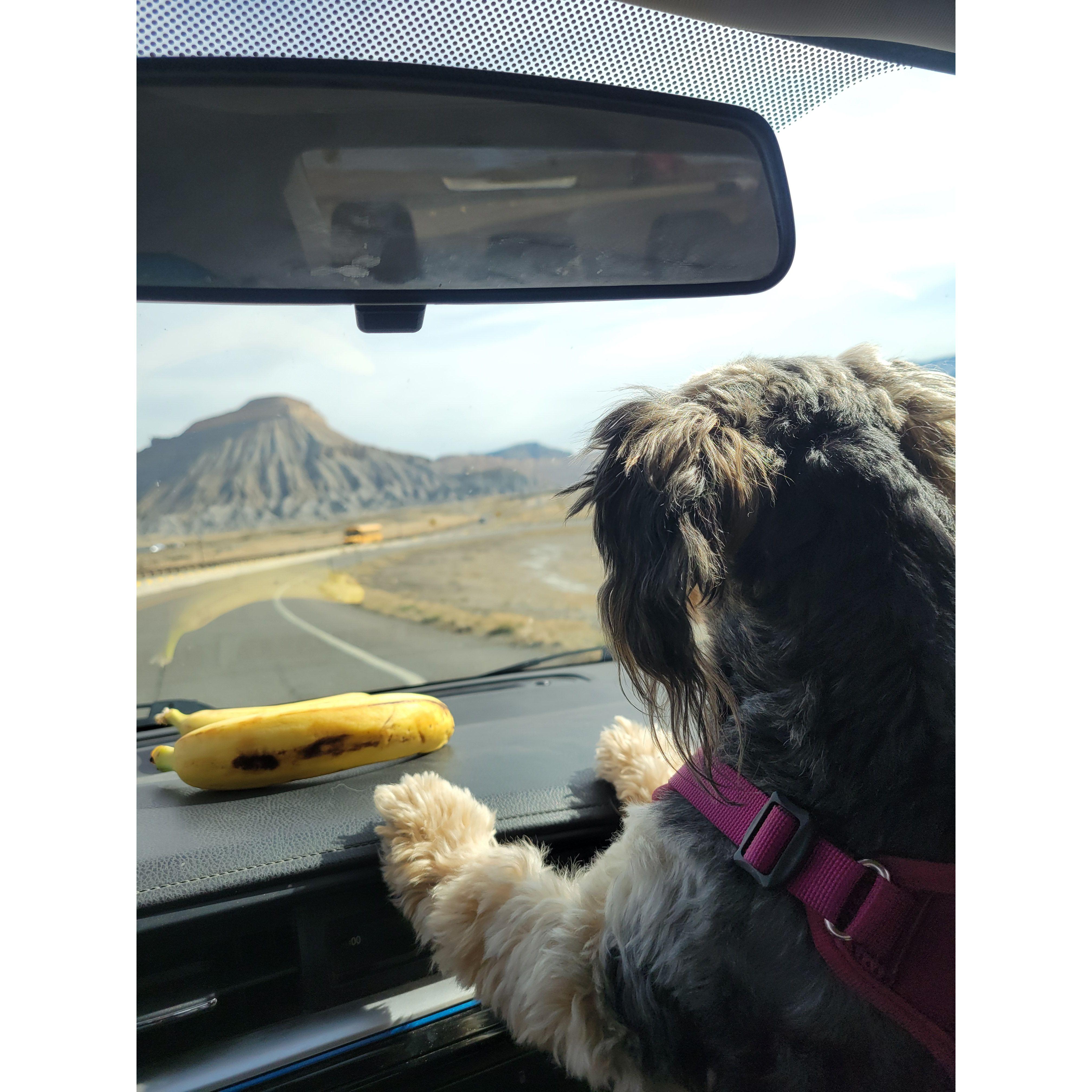 Bandit is ready for any adventure now!
