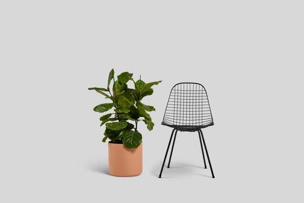 Norden 12" Planter (Terracotta)
