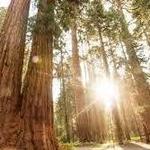 Sequoia National Forest