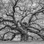 Outdoor Activities - Angel Oak Tree