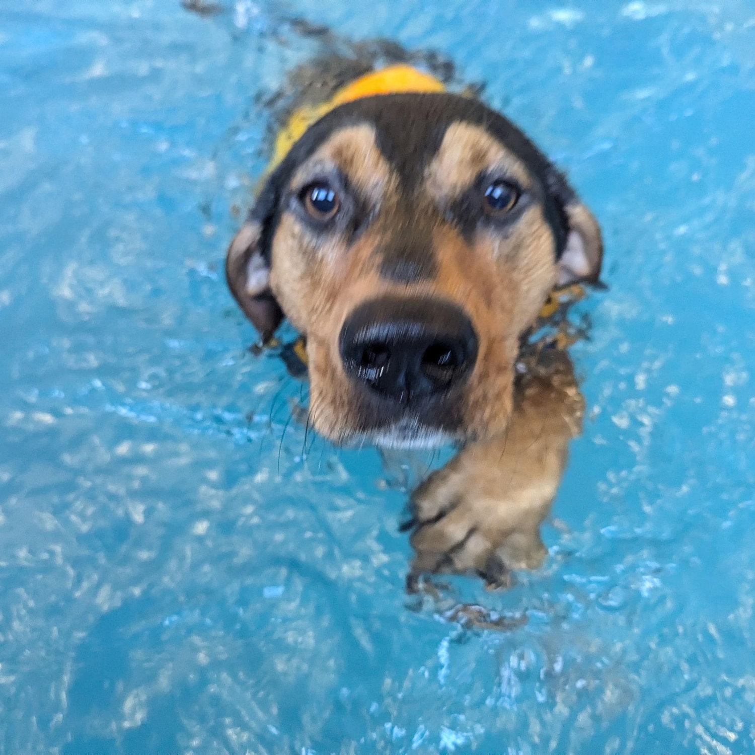 Zelda takes swim lessons
