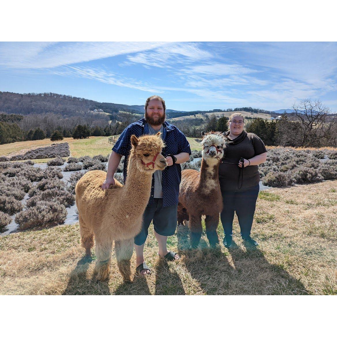 We walked llamas together in Virginia for our first Vlog, Melanie had to be rescued by a 4-wheeler.