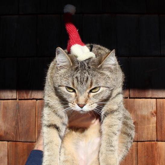 Our incredibly happy cat "Stamper" bringing the X-mas cheer