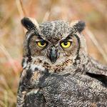 Klamath Bird Observatory