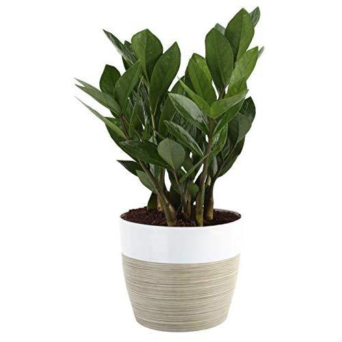 Costa Farms ZZ Zamioculcas zamiifolia, Indoor Plant, 12-Inch Tall, White-Natural Décor Planter