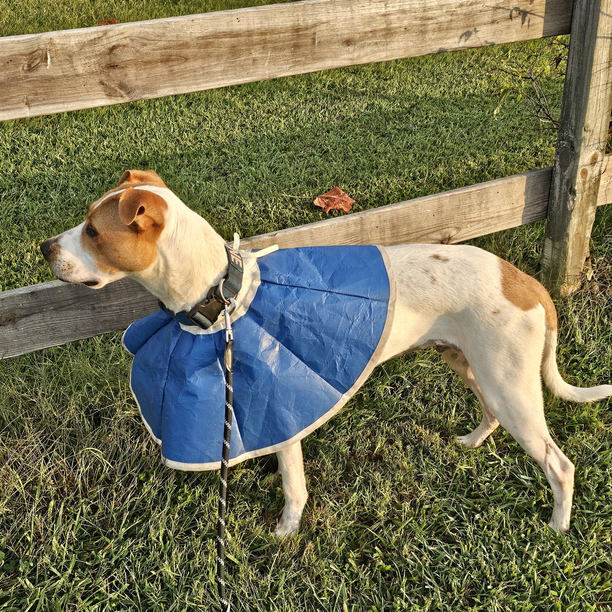 September 24 - Cane's wardrobe after needing urgent stomach surgery