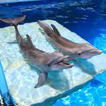 Clearwater Marine Aquarium