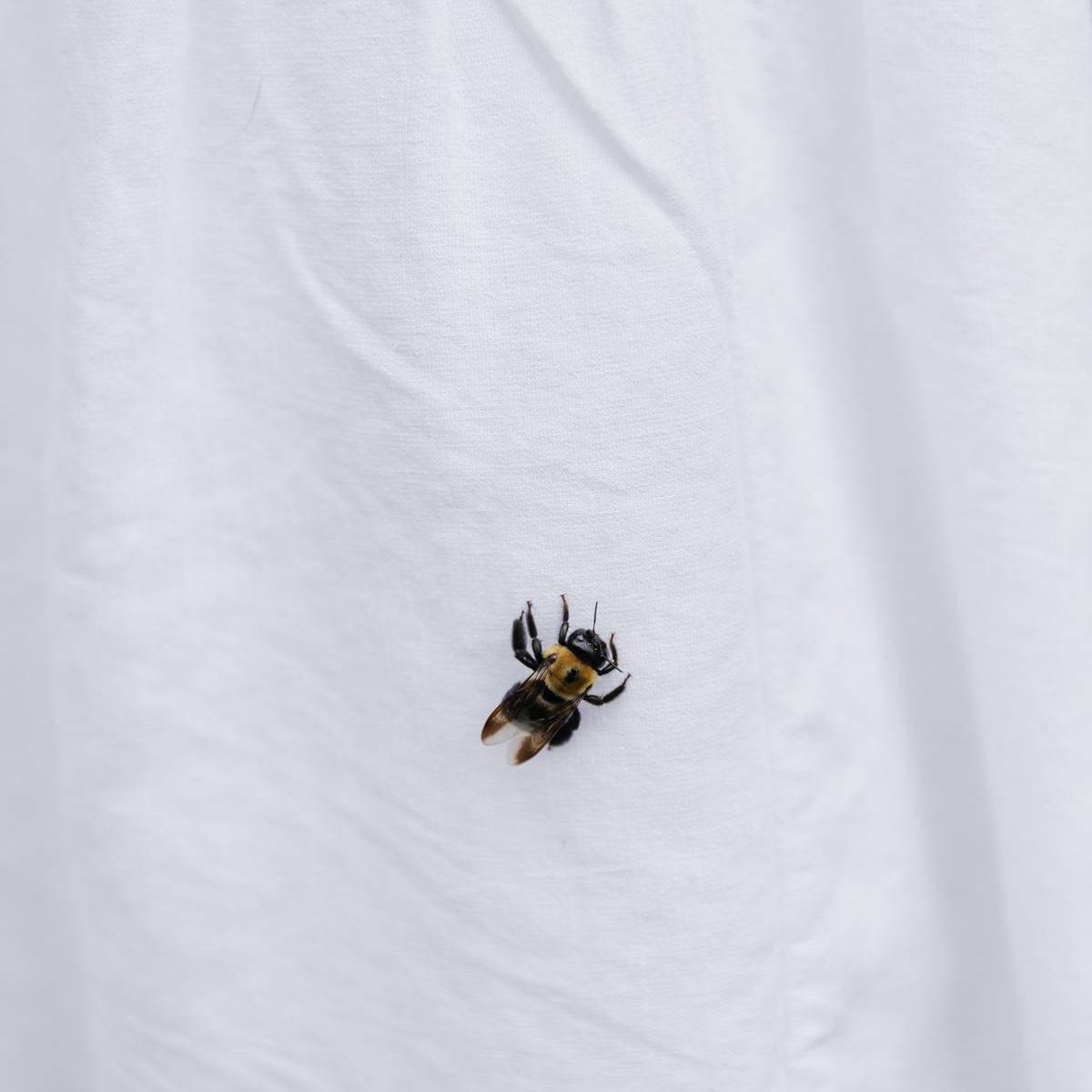 This bee was very attached to me and it made me think of my grandma.