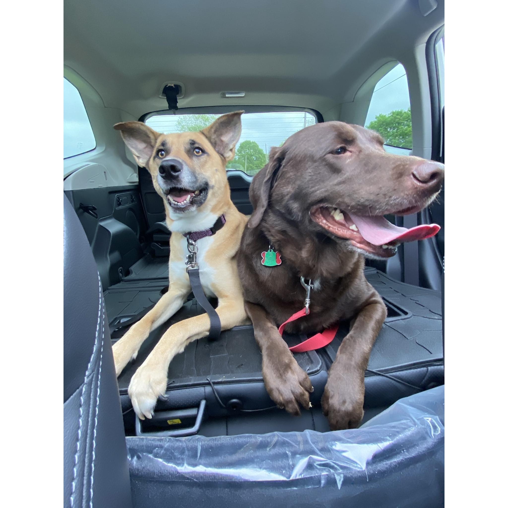 Our puppers - Brutus and Maya enjoying a car ride on the way to the park