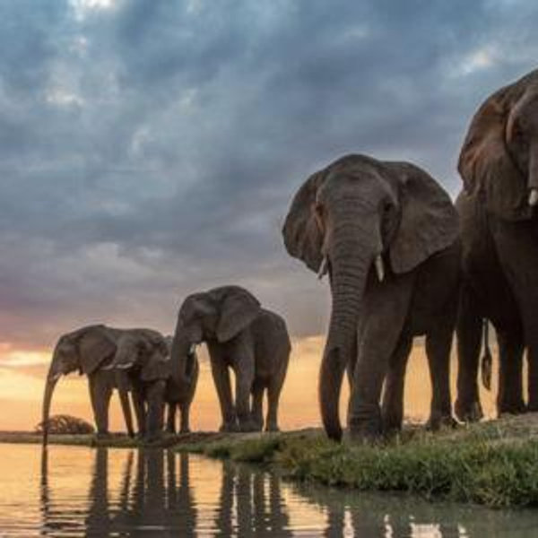 Safari in South Africa