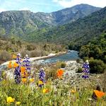 Sierra National Forest