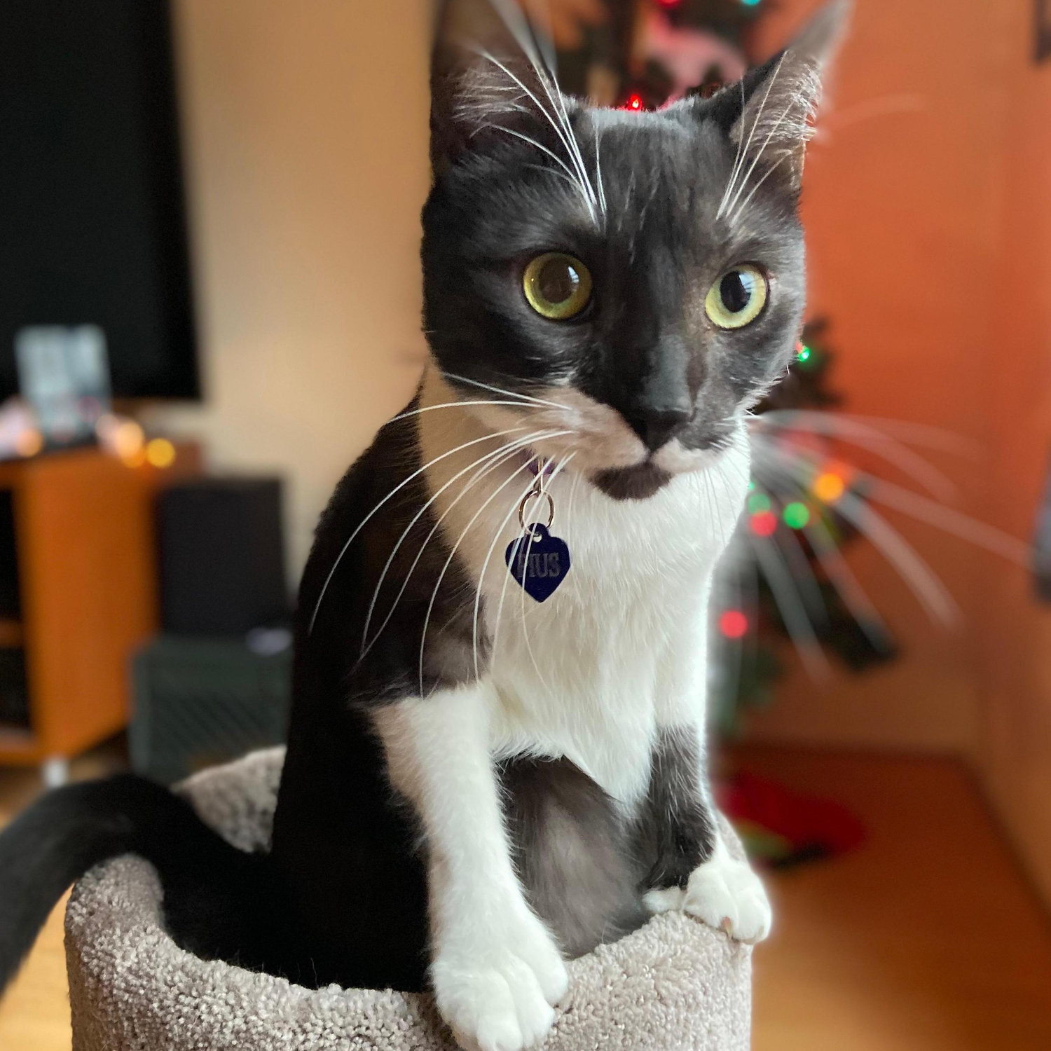 Our cat, Pi...yes, those are extra toes!