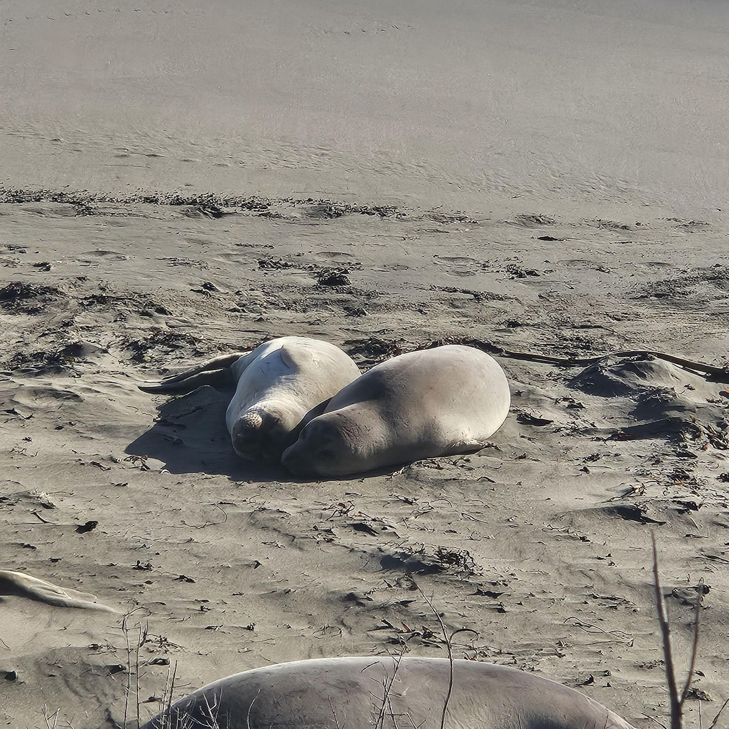 10/12 John and me, as elephant seals