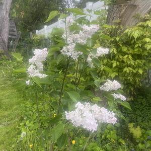 Fruit trees and other plant funds