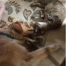 Jack-Jack and Kiri met when we stayed with Mom and Dad for a little while in 2017. Moving out of Boone and changing jobs was hectic, but they got along pretty well!