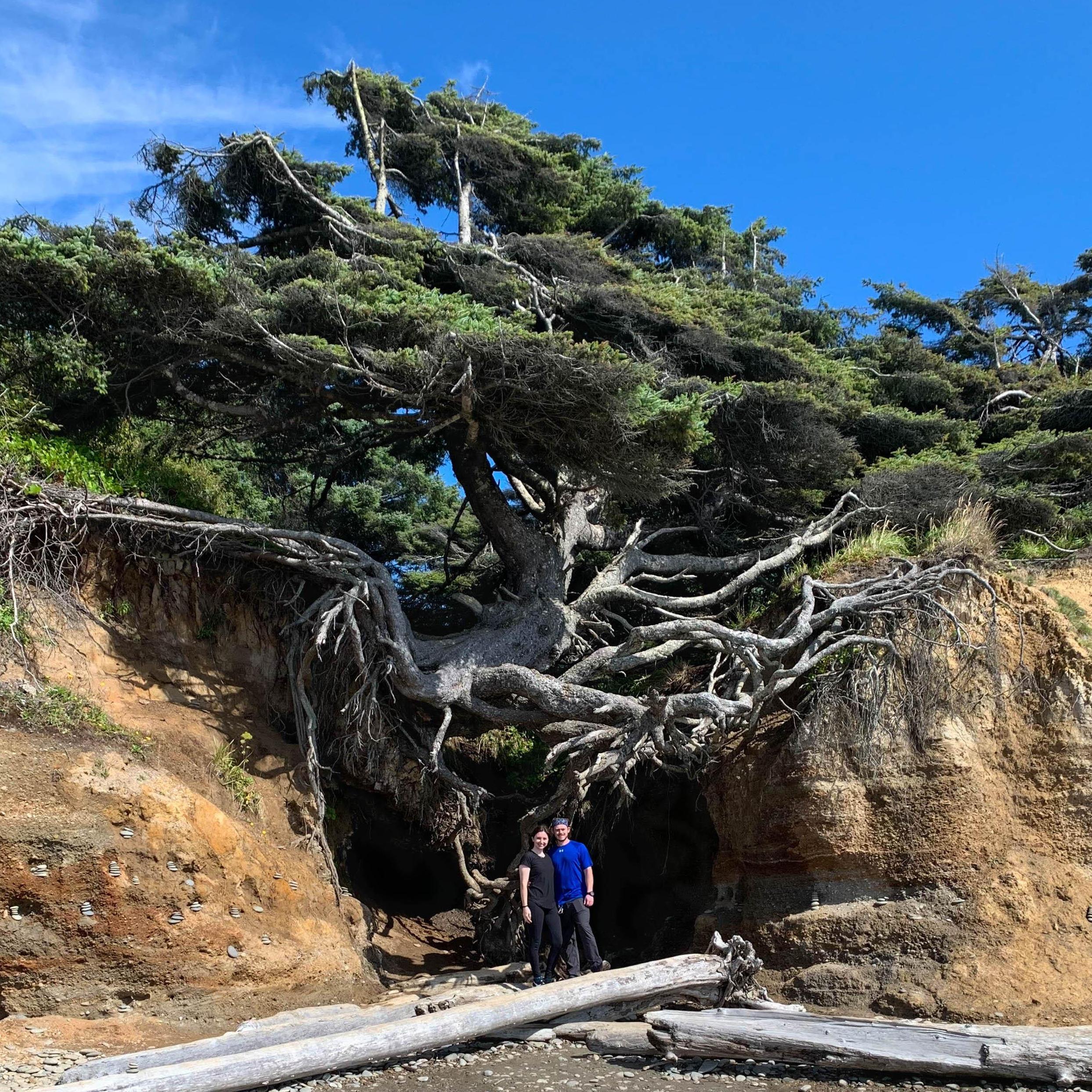 The Tree of Life on the Olympic Peninsula in Washington