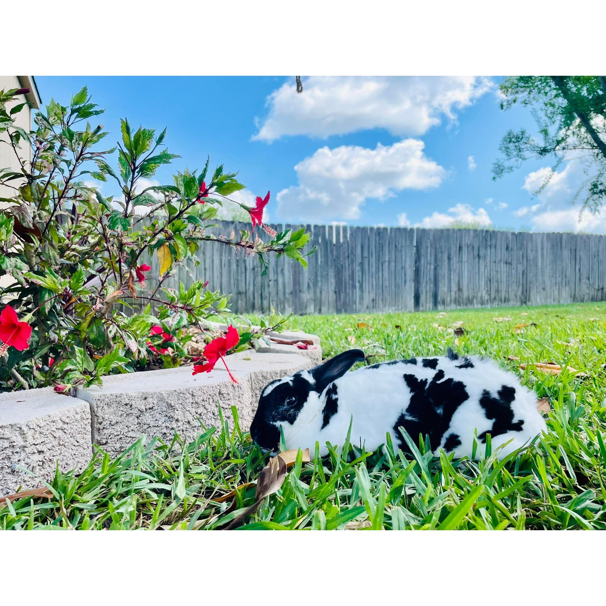 Aaron's parent's Trish and Ace added a new element to Kathryn and the boy's lives by bringing pets for them to pet watch. DJ the rabbit was such a sweet boy!