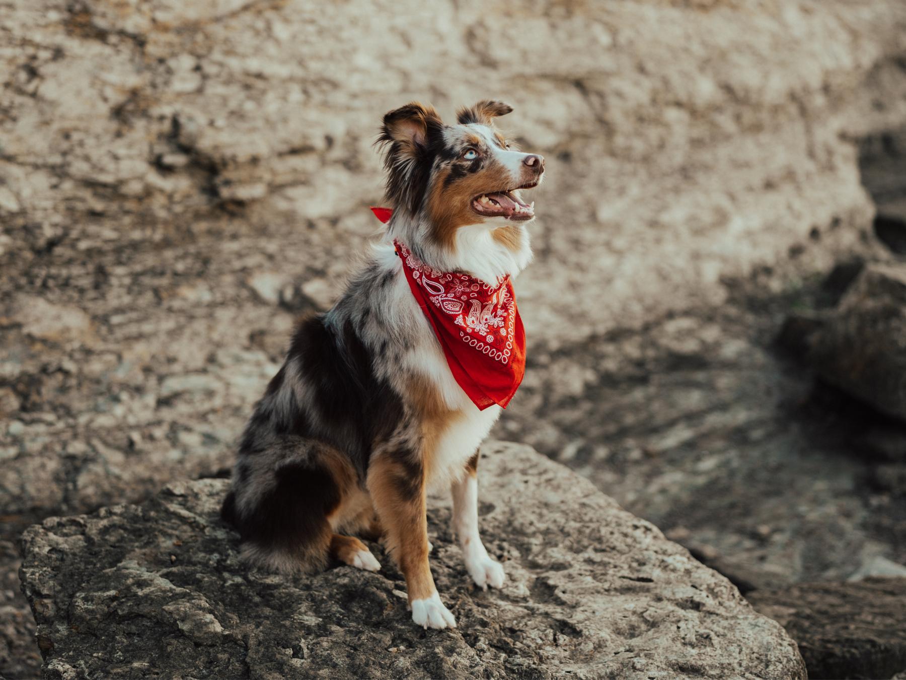 The Wedding Website of Stephanie Gwen Phillips and Eric Douglas Watson