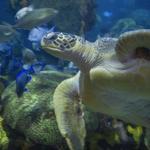 Tennessee Aquarium