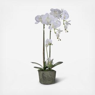 Square Potted Orchid