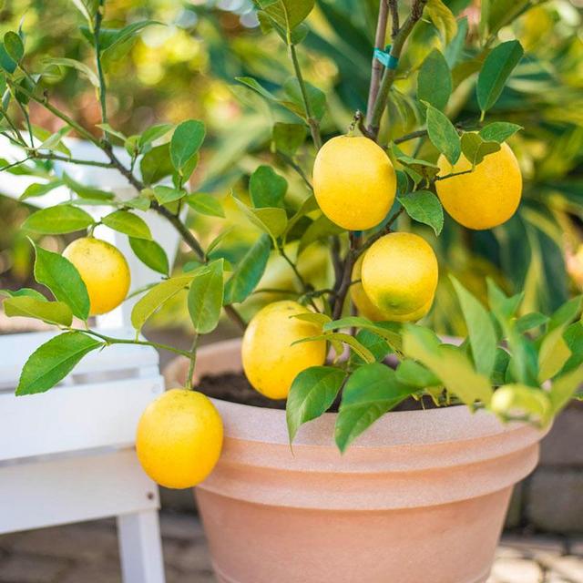 Lemon Tree Plant for our Unity Ceremony