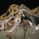 Houston Museum of Natural Science