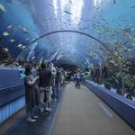Georgia Aquarium