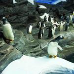 Newport Aquarium