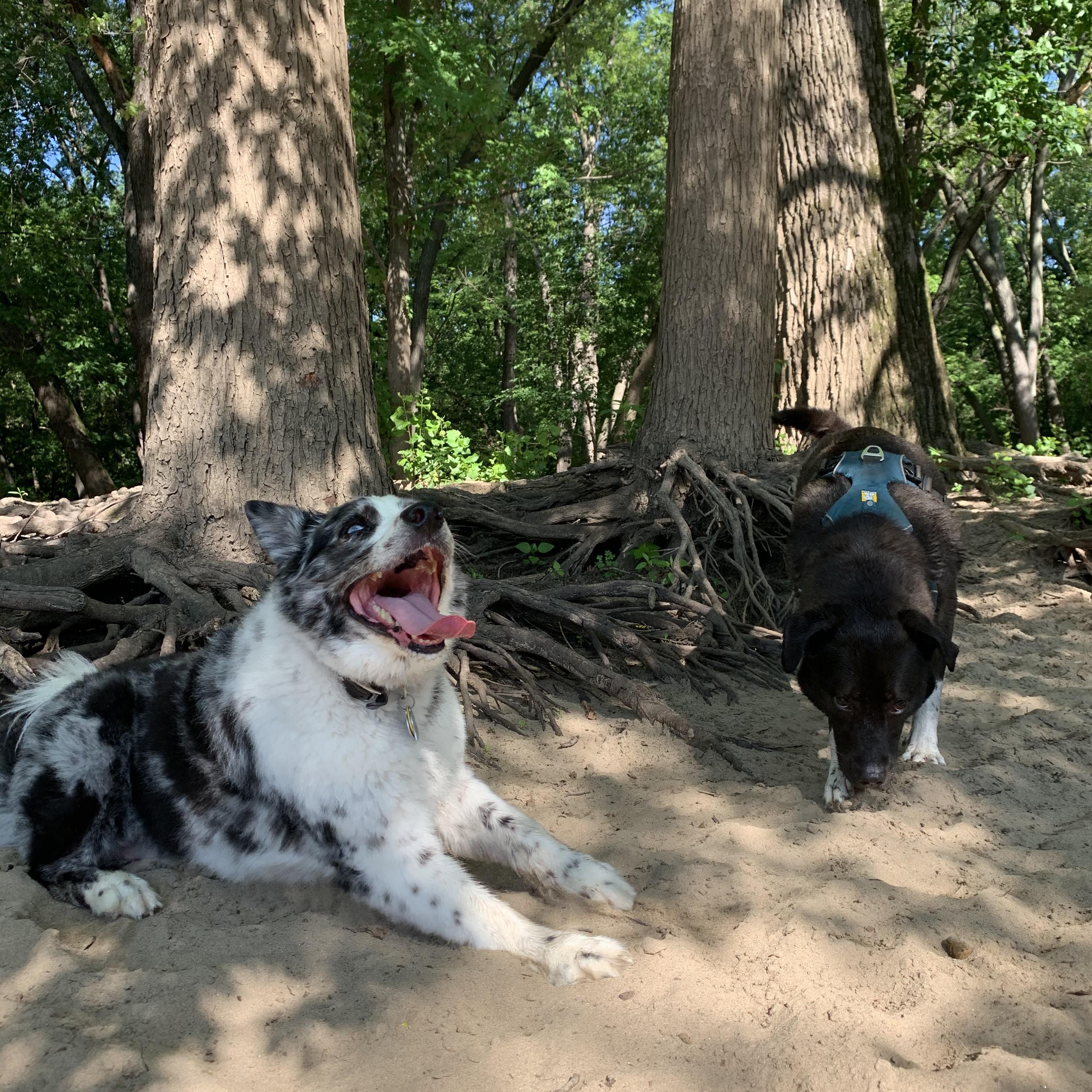 Wally and Piper's first dog park adventure together!