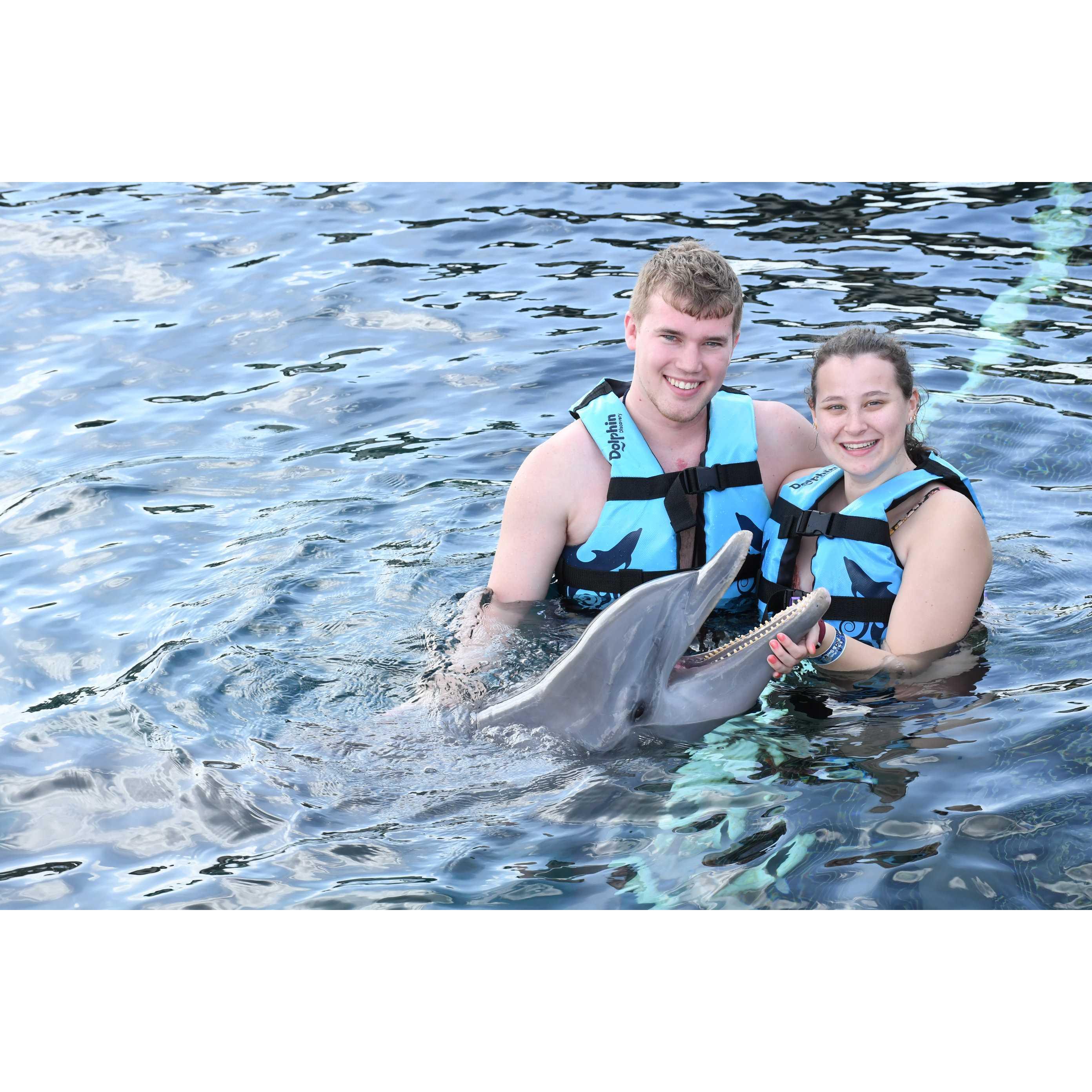 Dolphins in Cozumel