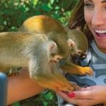 Monkey Land!