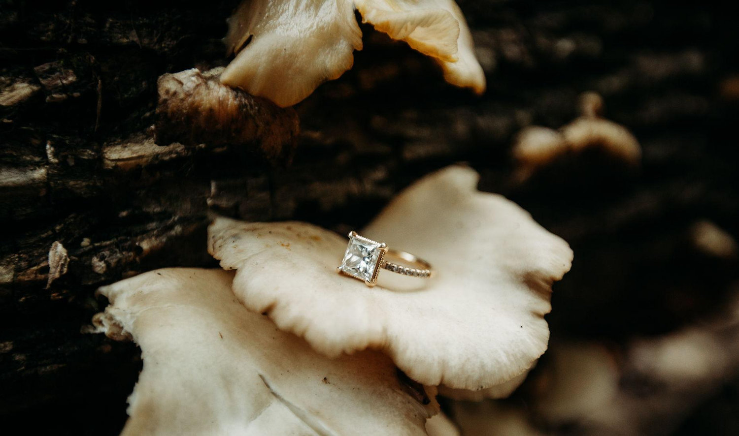 The Wedding Website of Alyssa Shiflett and Carson Stevens