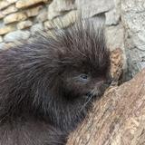 Oxbow Park & Zollman Zoo