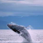 Whale Watching