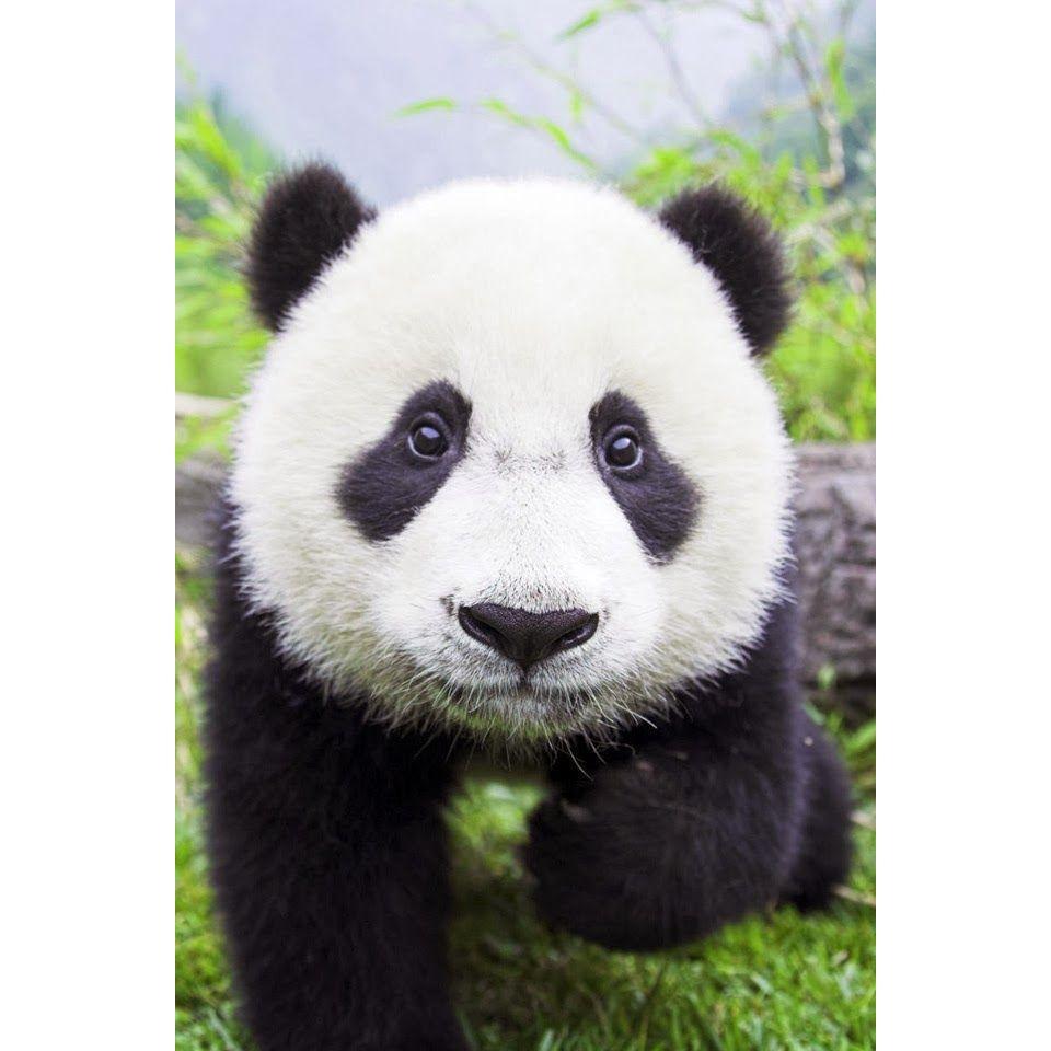 Panda Panda Panda Panda Panda...