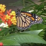 Butterfly Pavilion