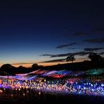 Bruce Munro: Field of Light At Sensorio