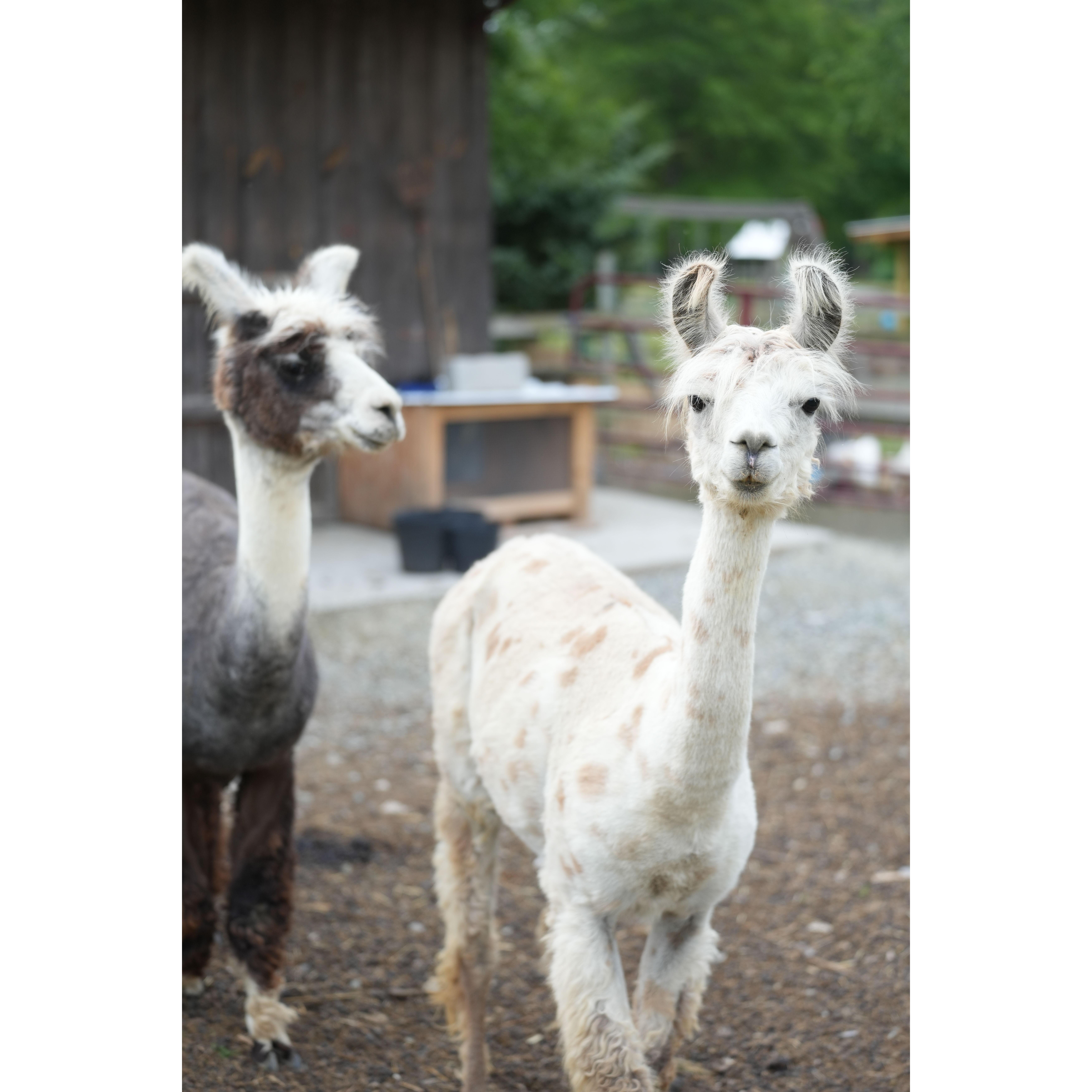 These furry friends will be joining us at the wedding!