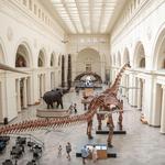 Field Museum