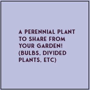 An Outdoor Perennial Plant