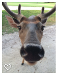 One of the deer at Fripp. Lynn wanted to pet it. :)